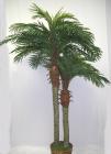 Phoenix Palms